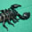 Scorpion (Pandinus imperator)